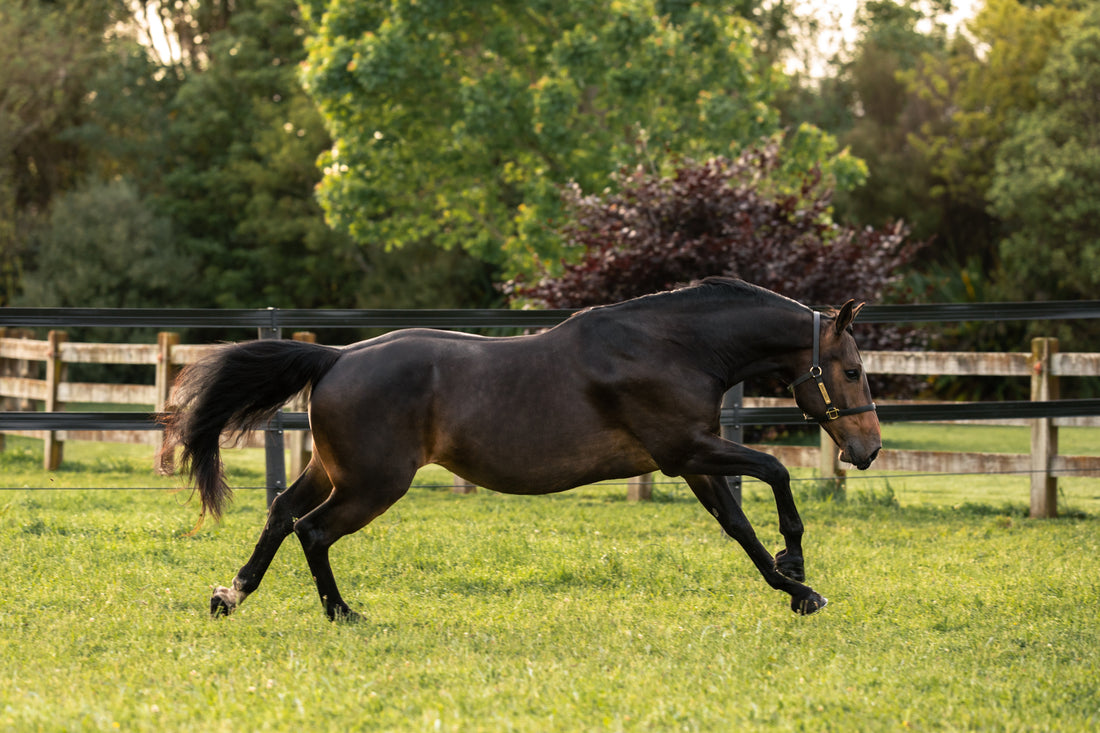 Podcast: The Hoof Gut Connection: The Link Between Digestive & Hoof Health