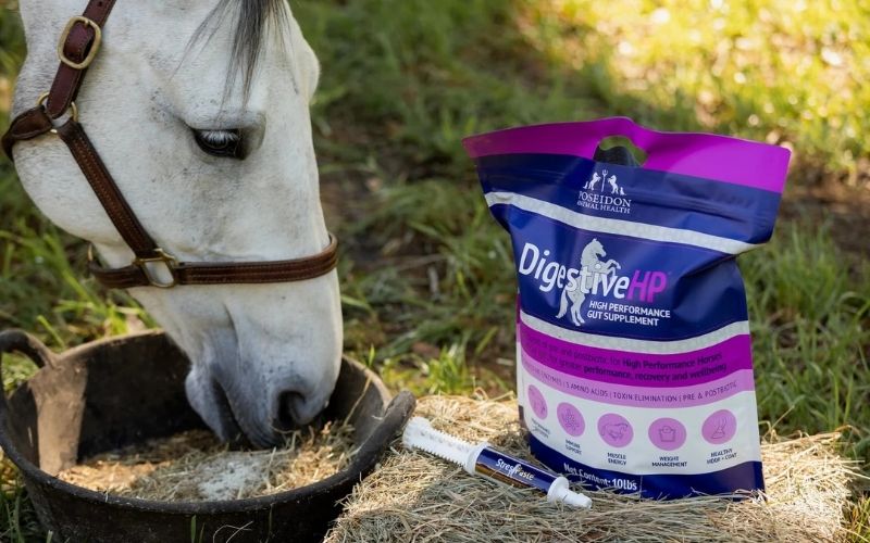90 Day Guidelines To Reset Your Horse's Gut Health