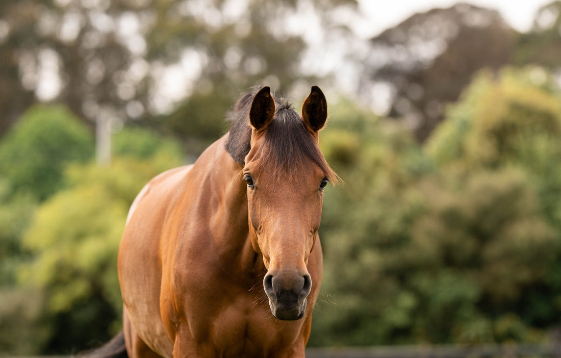 The horse transformed the path of humankind
