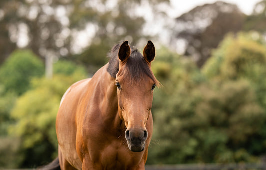 The horse transformed the path of humankind