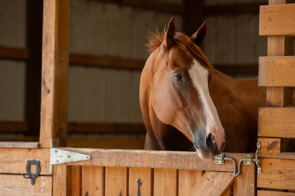 Probiotics and Your Horse: What the Research says about Prebiotics, Probiotics and Postbiotics for Horses