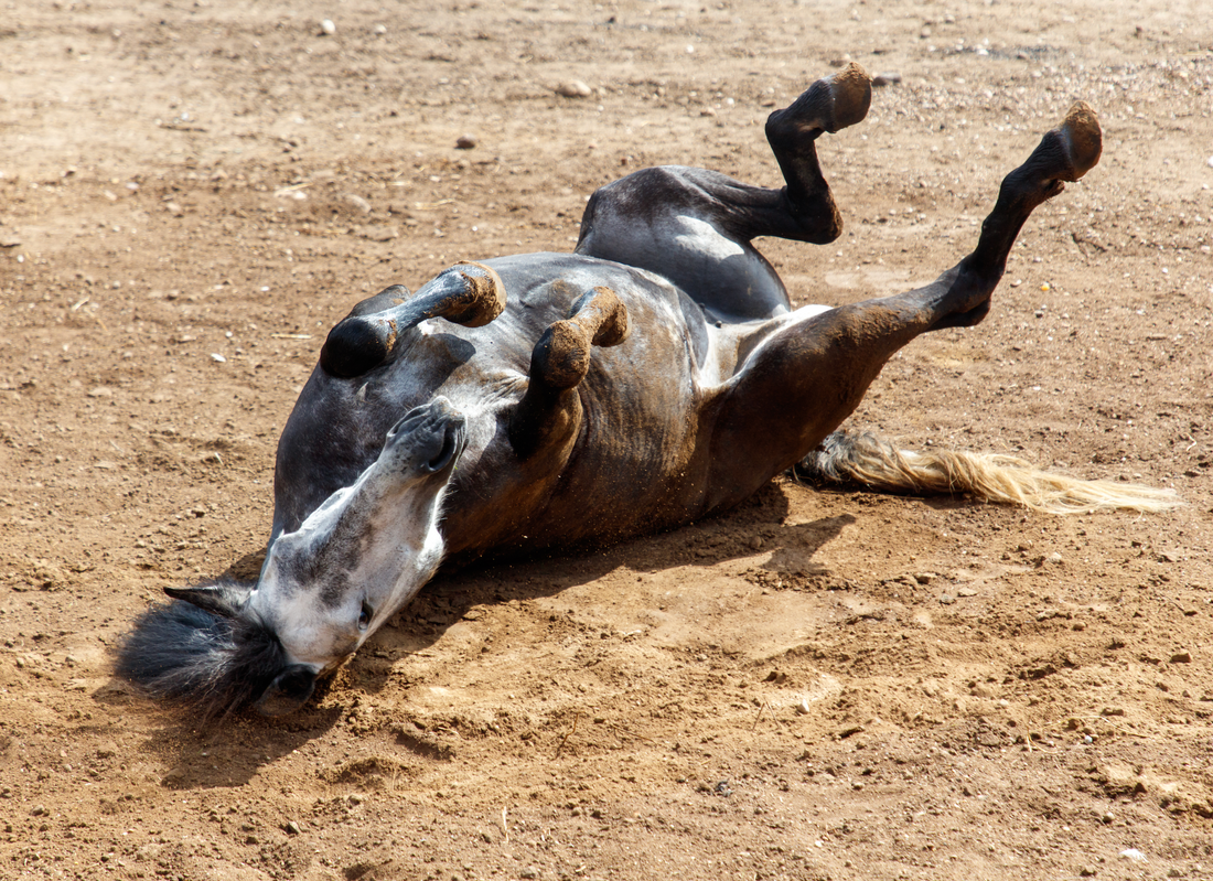 Could Better Gut Health Be One of the Most Overlooked Ways to Reduce Colic Risk?