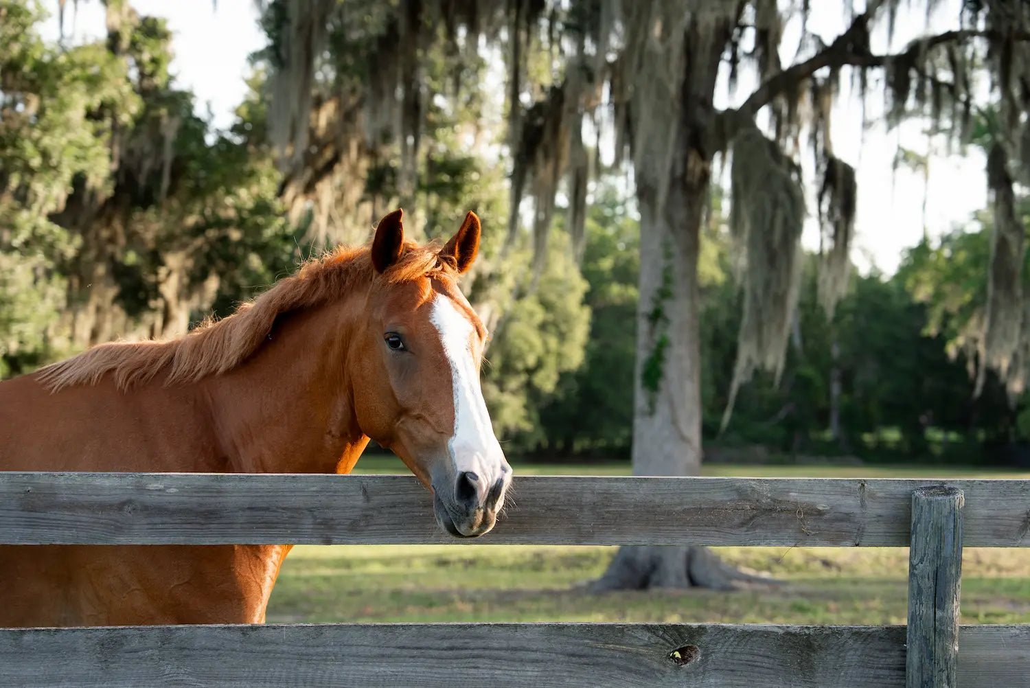 Colic in Horses: Causes, Signs, Treatment and Prevention